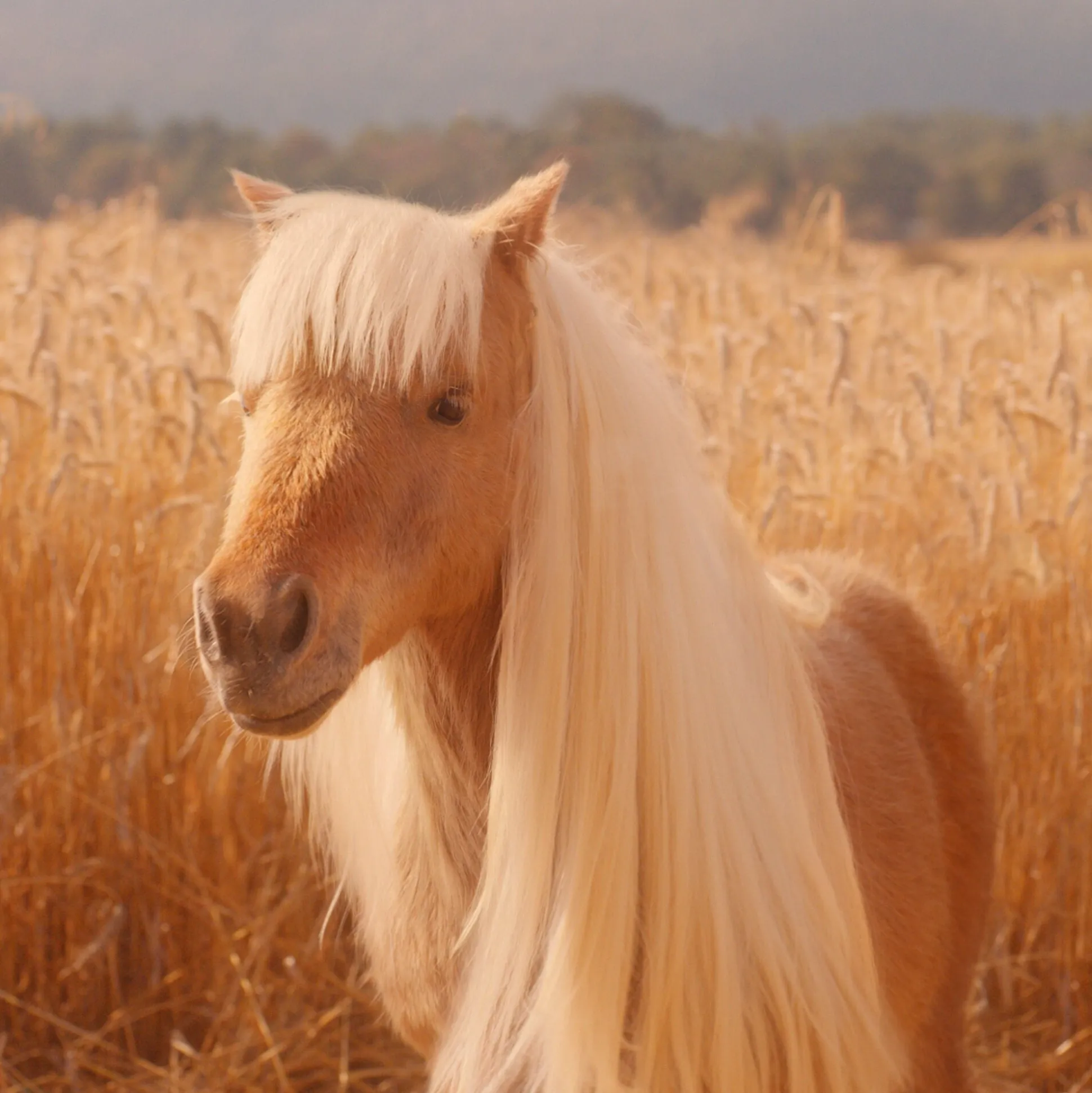 Halo Glow Liquid Filter